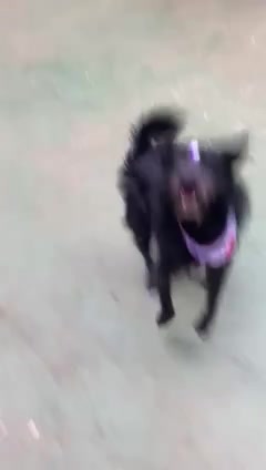 Vídeo thumbnail