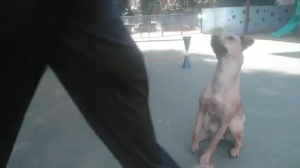Vídeo thumbnail