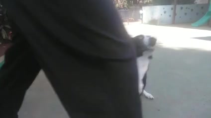Vídeo thumbnail