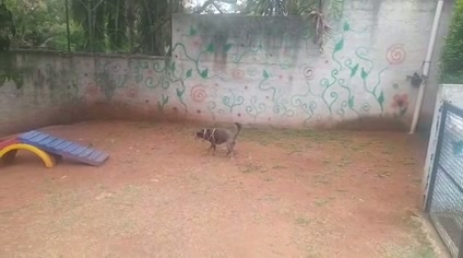 Vídeo thumbnail