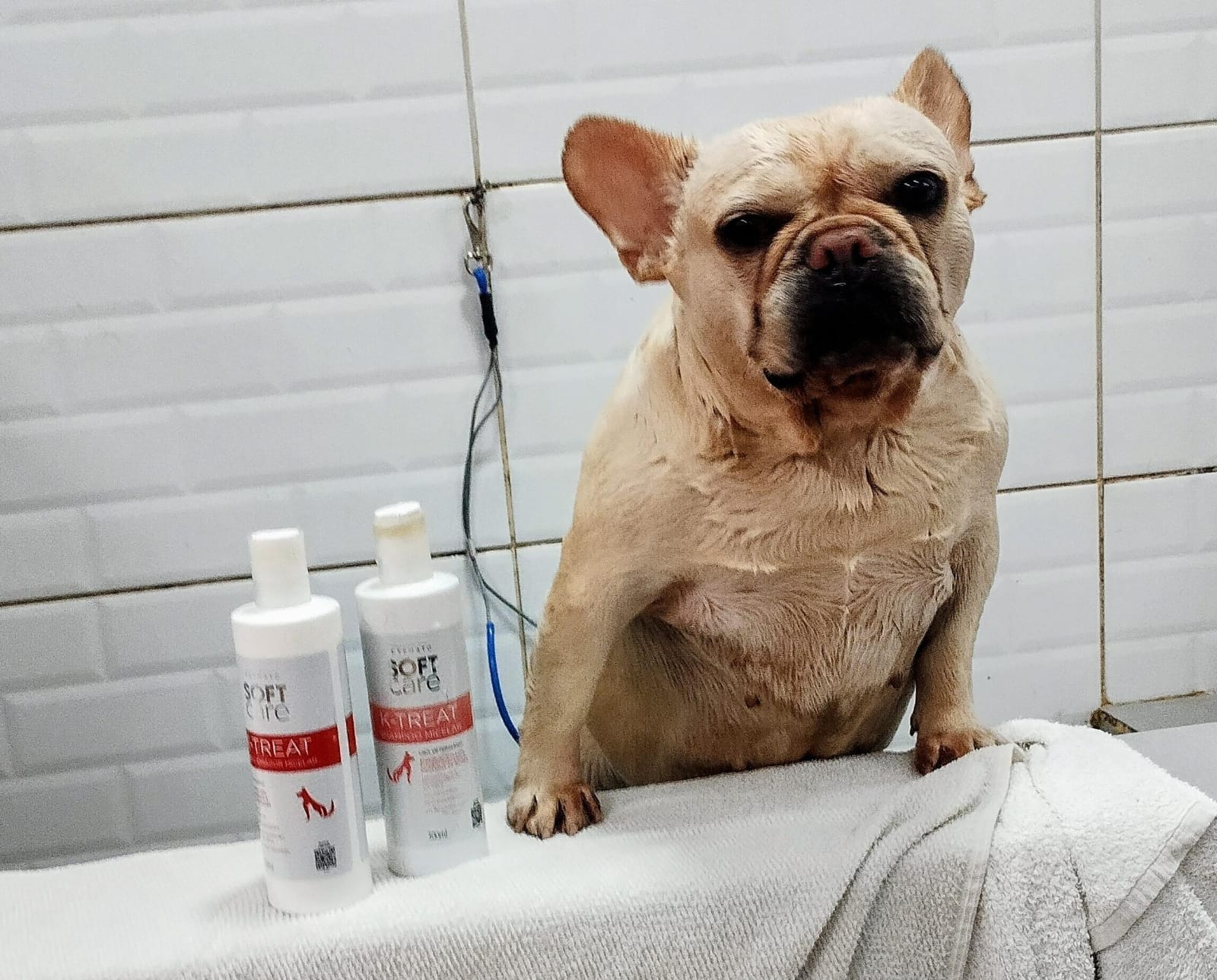 Amoleci as crostas e removi com pente fino