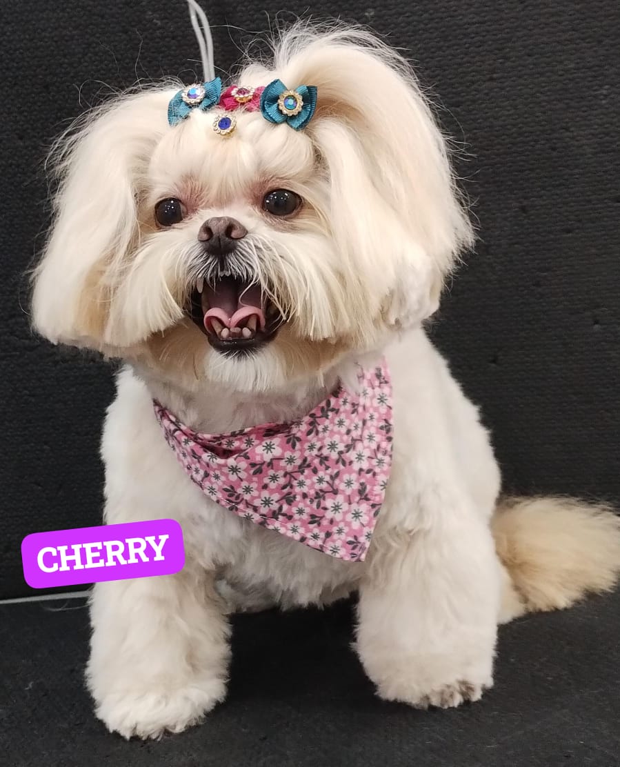 Foto do dia 06/11/2025 16:03  na clínica Animal House