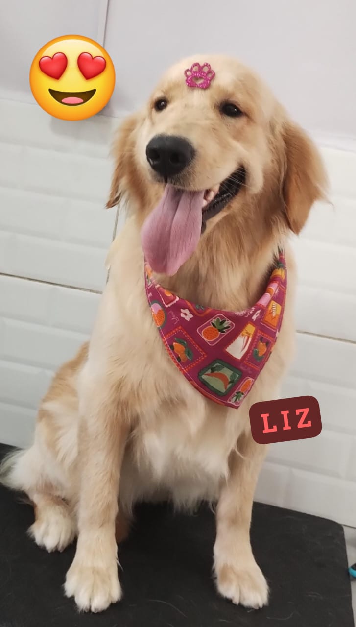 Foto do dia 07/11/2025 11:41  na clínica Animal House