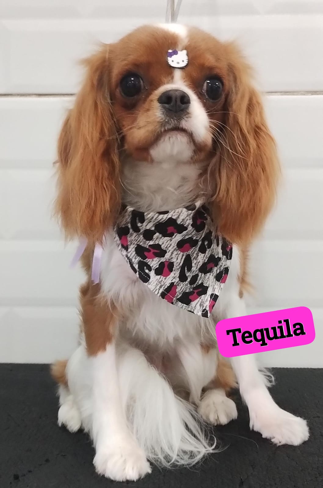 Foto do dia 10/11/2025 14:25  na clínica Animal House