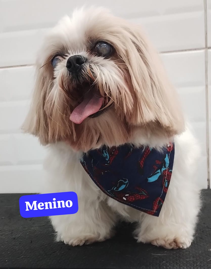 Foto do dia 13/11/2025 10:20  na clínica Animal House