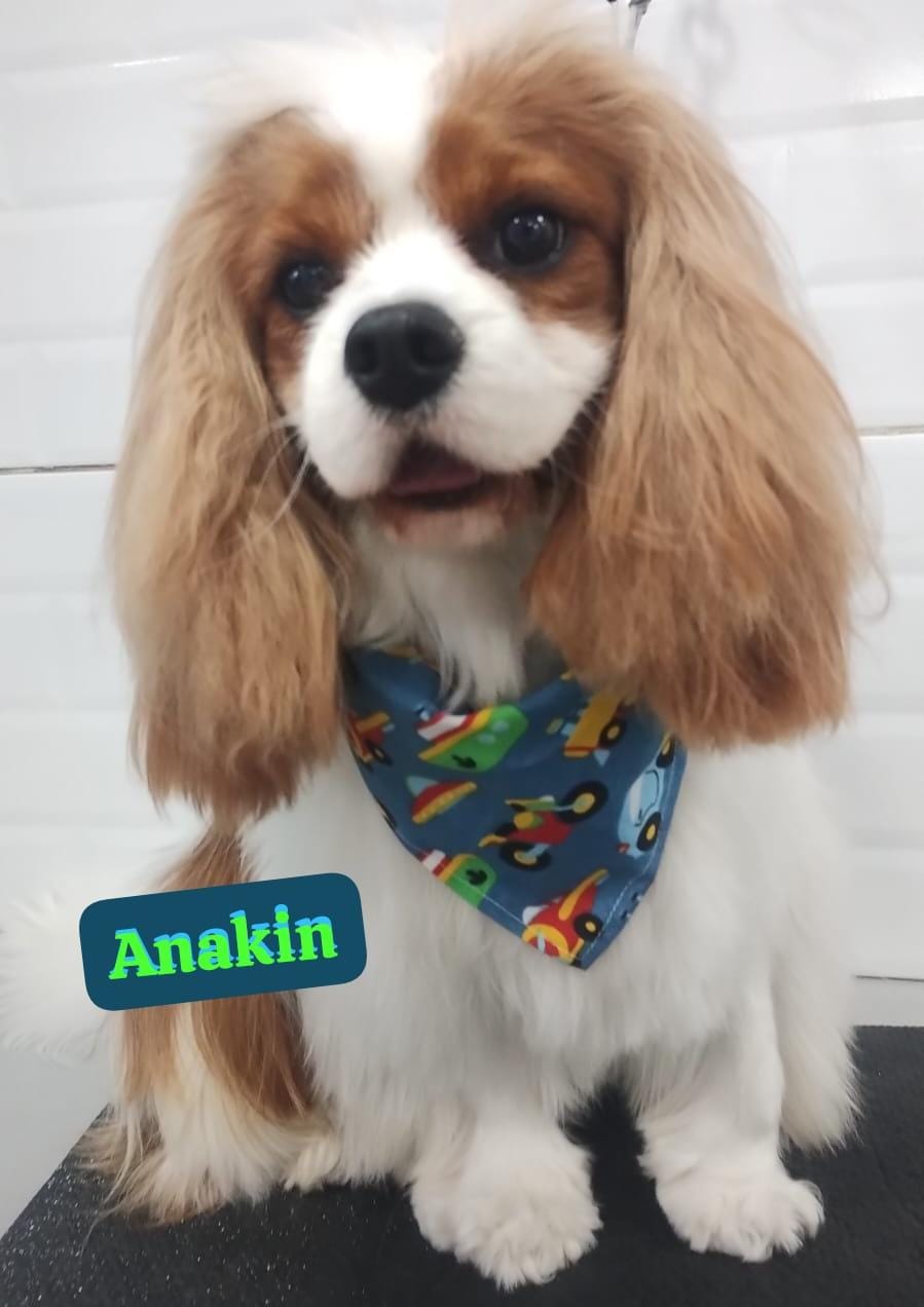 segunda-feira, 17/11/2025 12:15