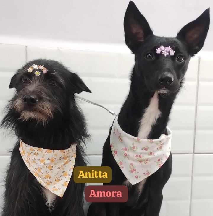 segunda-feira, 17/11/2025 12:15