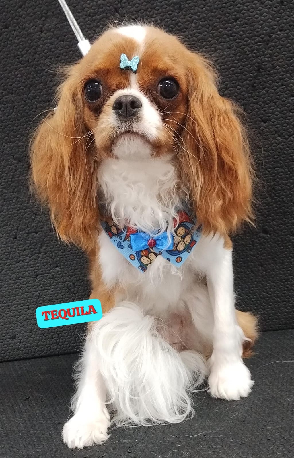 segunda-feira, 17/11/2025 16:18