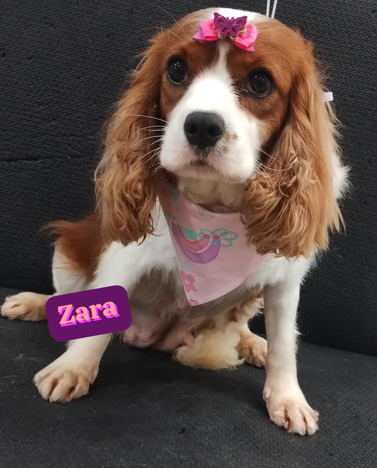 segunda-feira, 17/11/2025 17:09