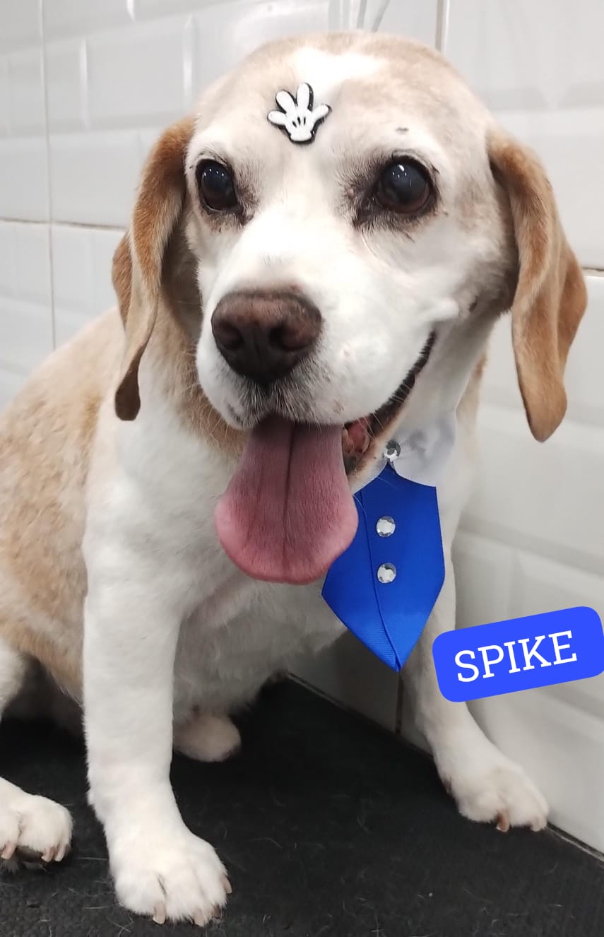 Foto do dia 01/12/2025 16:19  na clínica Animal House