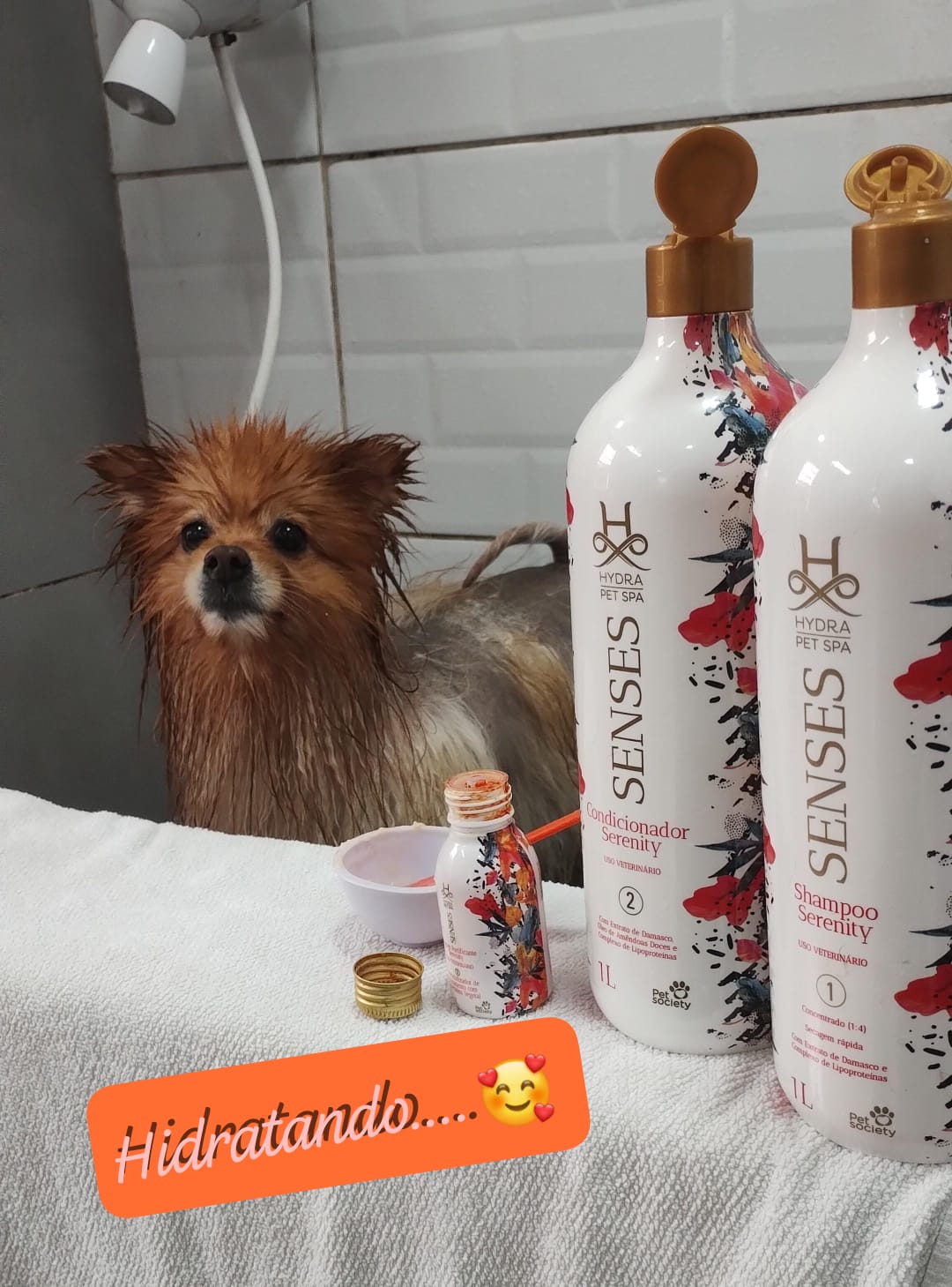 Foto do dia 02/12/2025 10:56  na clínica Animal House