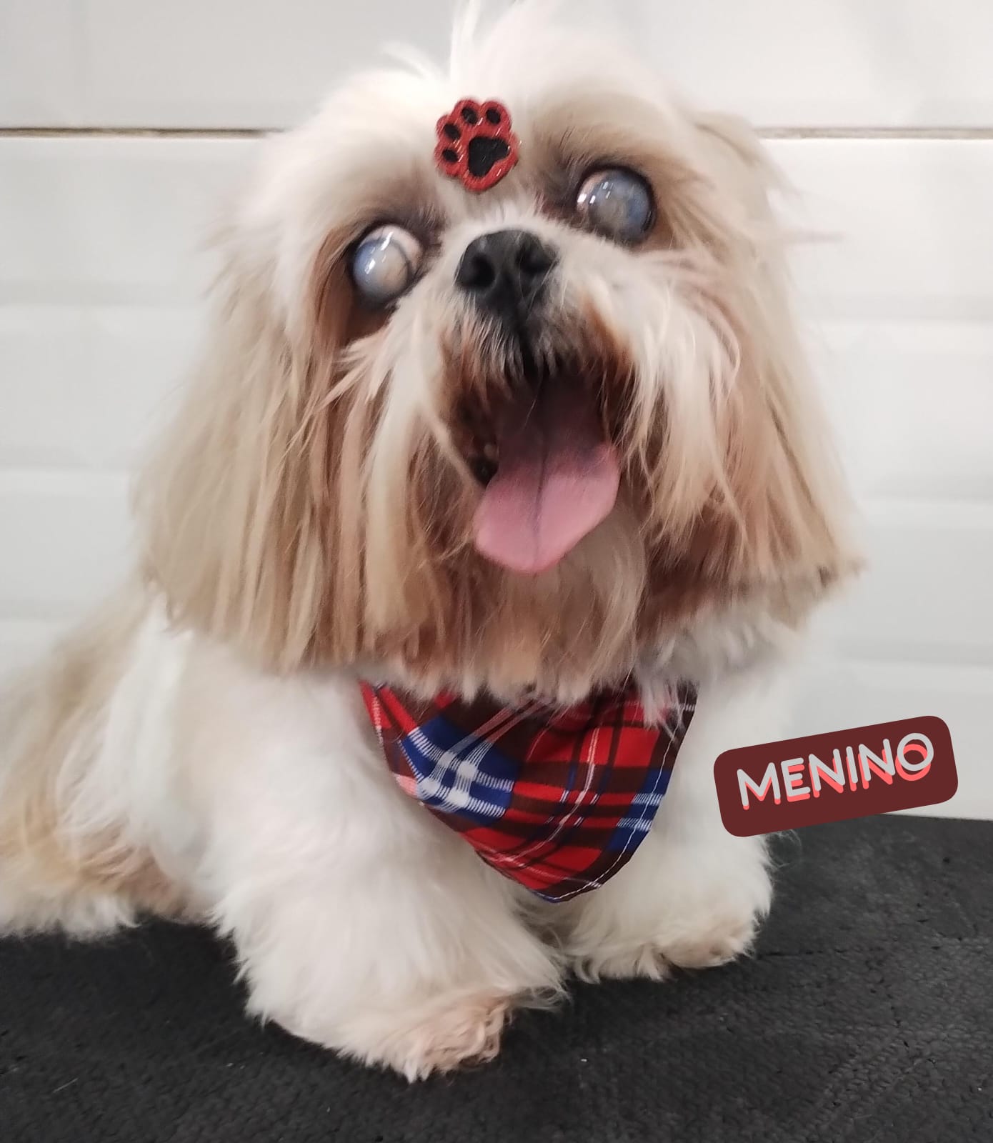 Foto do dia 04/12/2025 23:14  na clínica Animal House