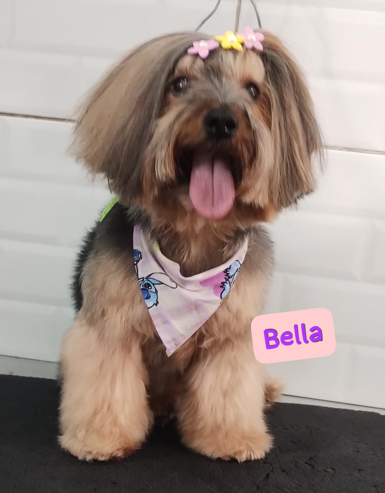 Foto do dia 06/12/2025 10:19  na clínica Animal House