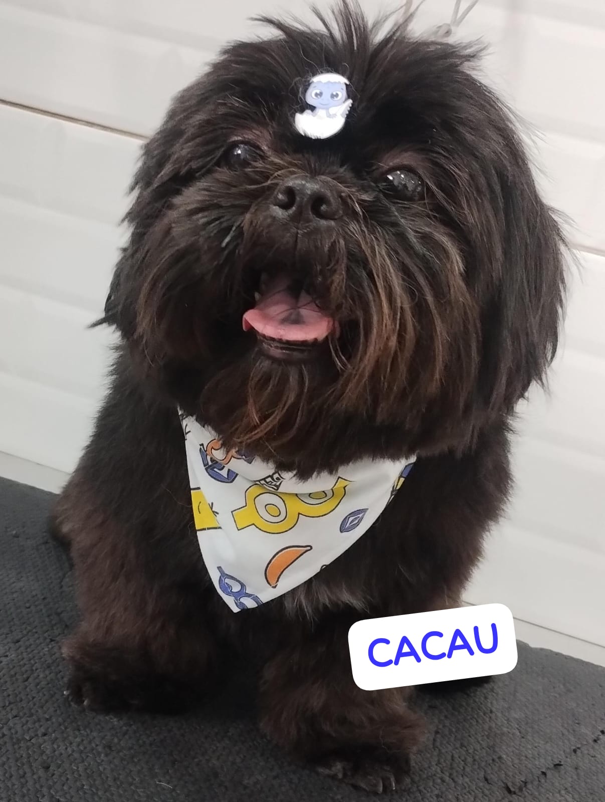 Foto do dia 06/12/2025 12:40  na clínica Animal House