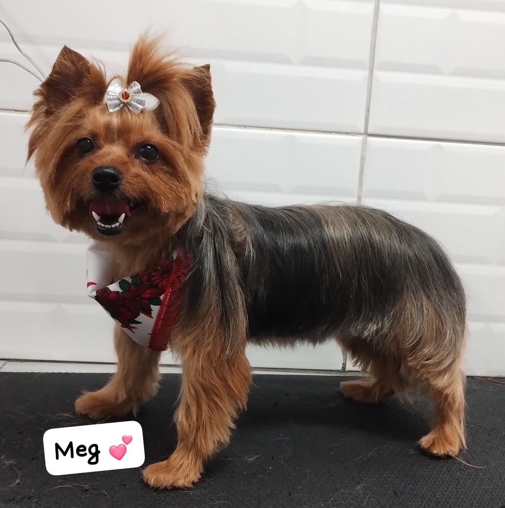 Foto do dia 08/12/2025 18:36  na clínica Animal House