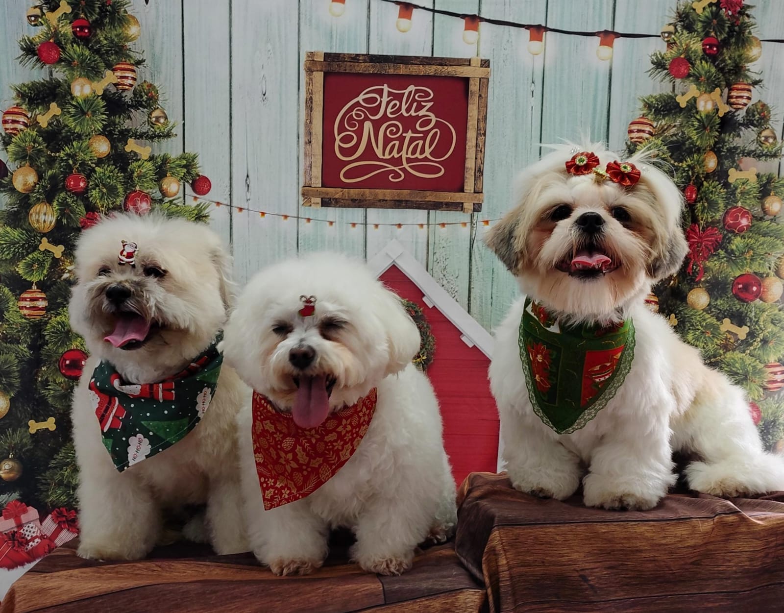 Foto do dia 18/12/2025 12:57  na clínica Animal House