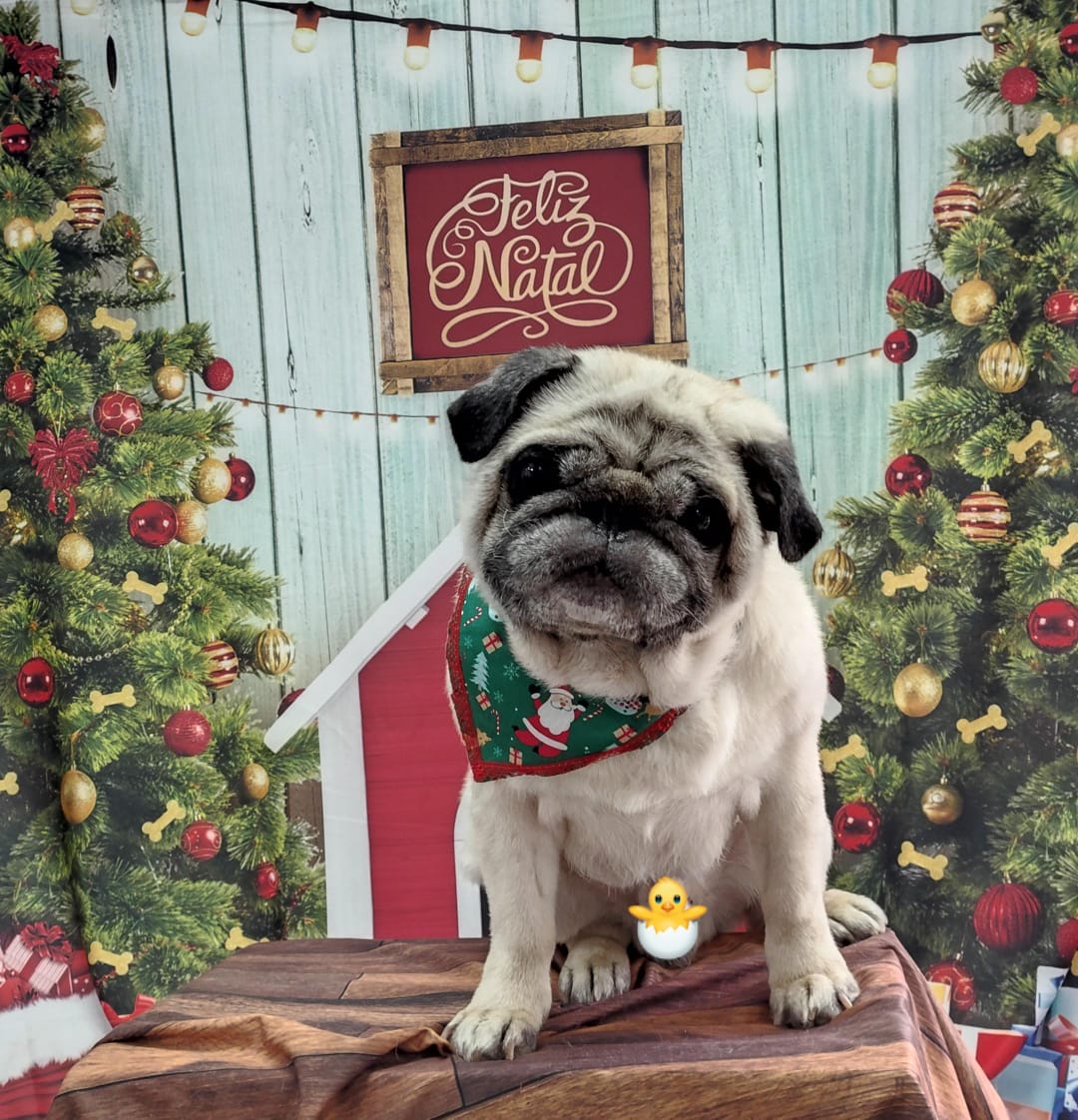 Foto do dia 19/12/2025 10:24  na clínica Animal House