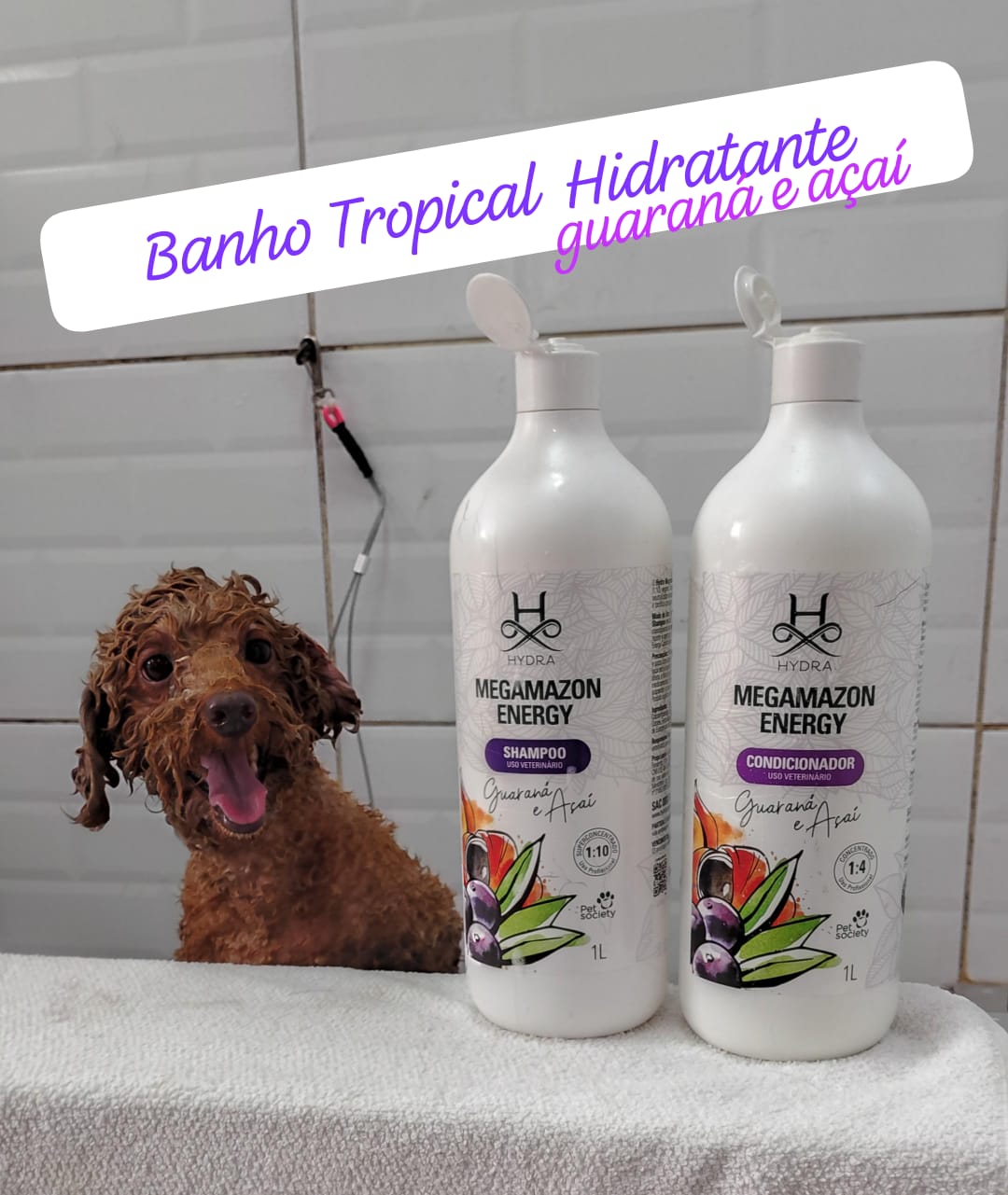 Foto do dia 20/12/2025 11:30  na clínica Animal House