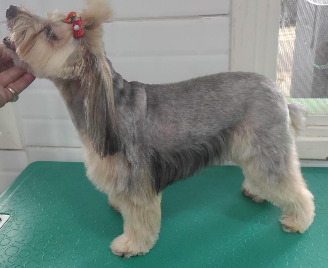 Foto do dia 20/12/2025 22:52  na clínica Animal House