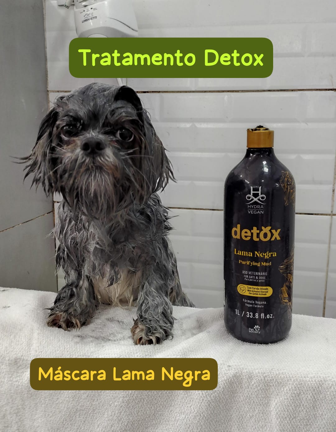 Foto do dia 08/01/2026 13:12  na clínica Animal House