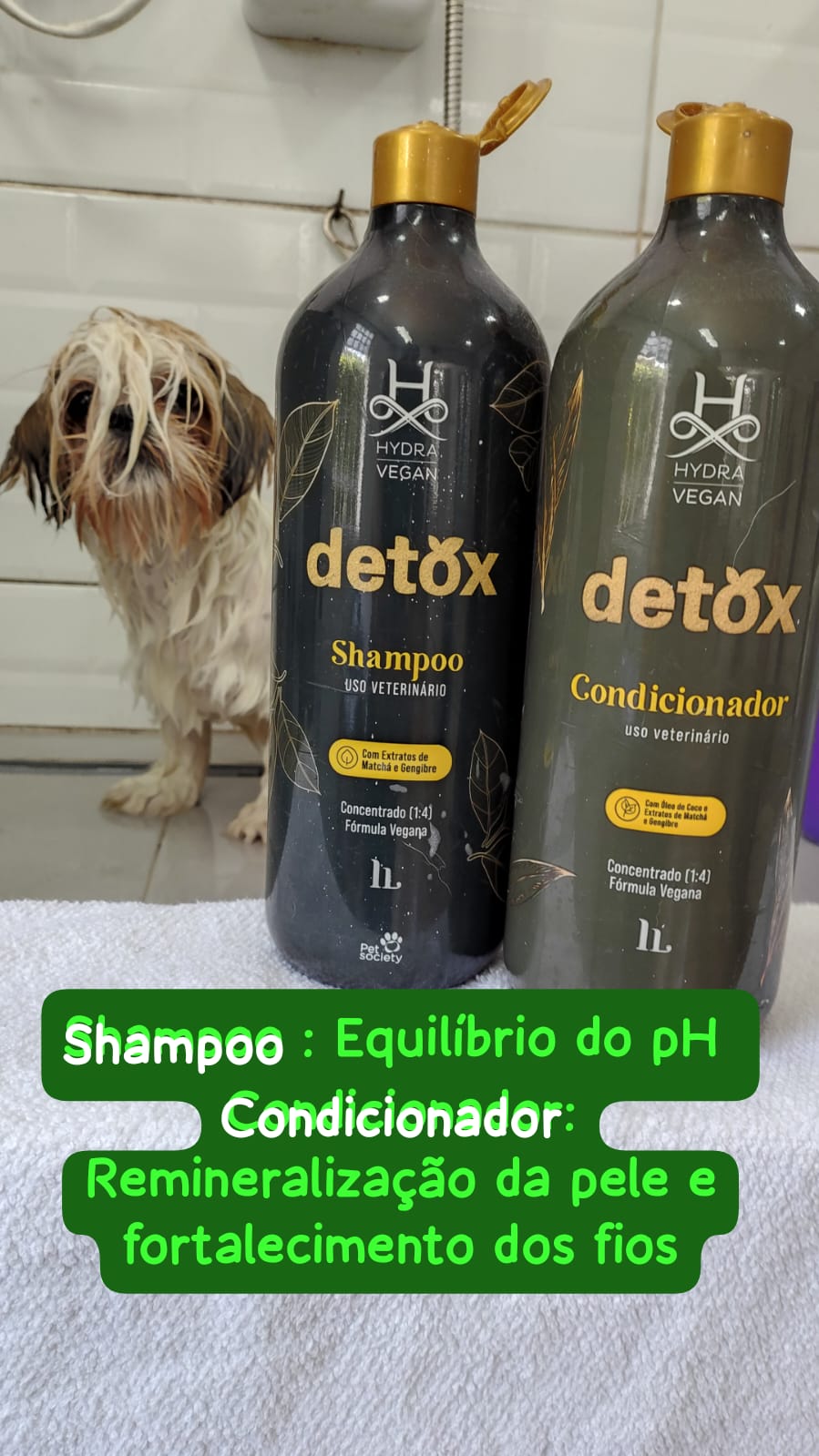 Foto do dia 08/01/2026 13:12  na clínica Animal House