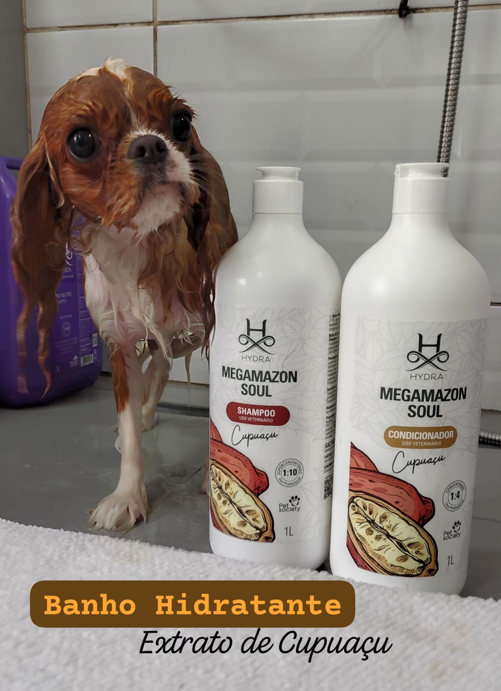 Foto do dia 08/01/2026 15:47  na clínica Animal House