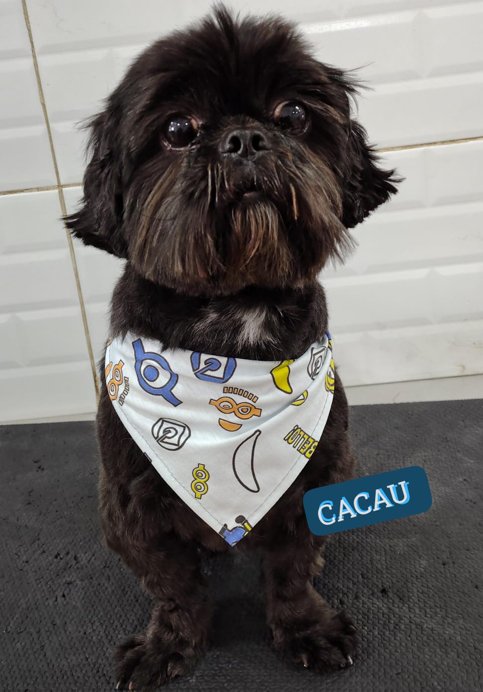 Foto do dia 09/01/2026 15:43  na clínica Animal House