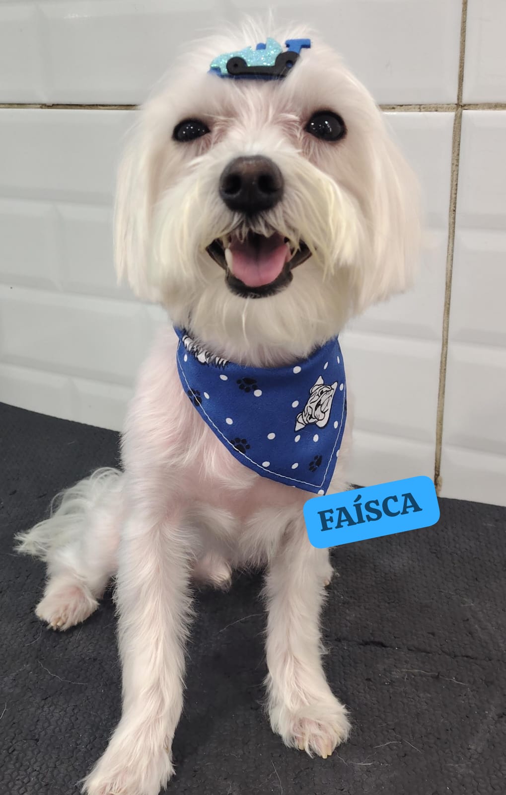 Foto do dia 30/01/2026 11:15  na clínica Animal House