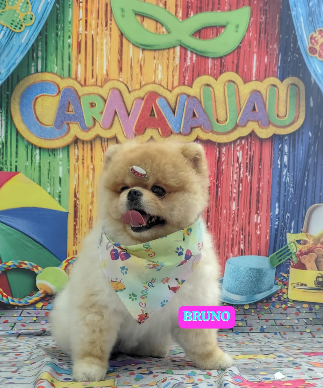 Foto do dia 04/02/2026 10:25  na clínica Animal House