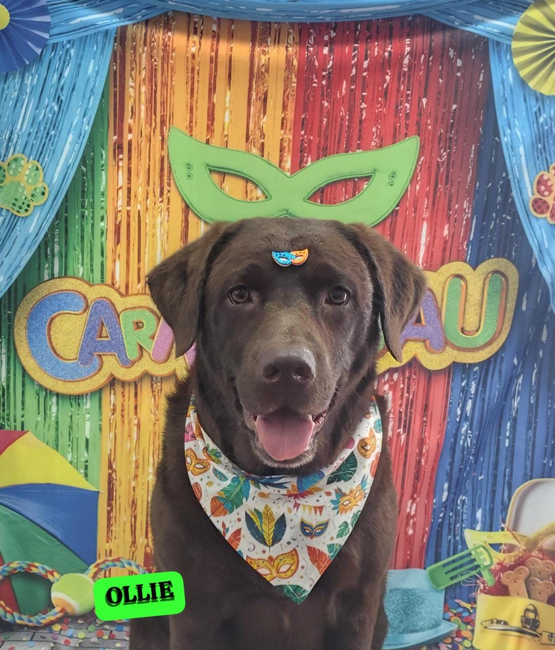 Foto do dia 04/02/2026 11:58  na clínica Animal House