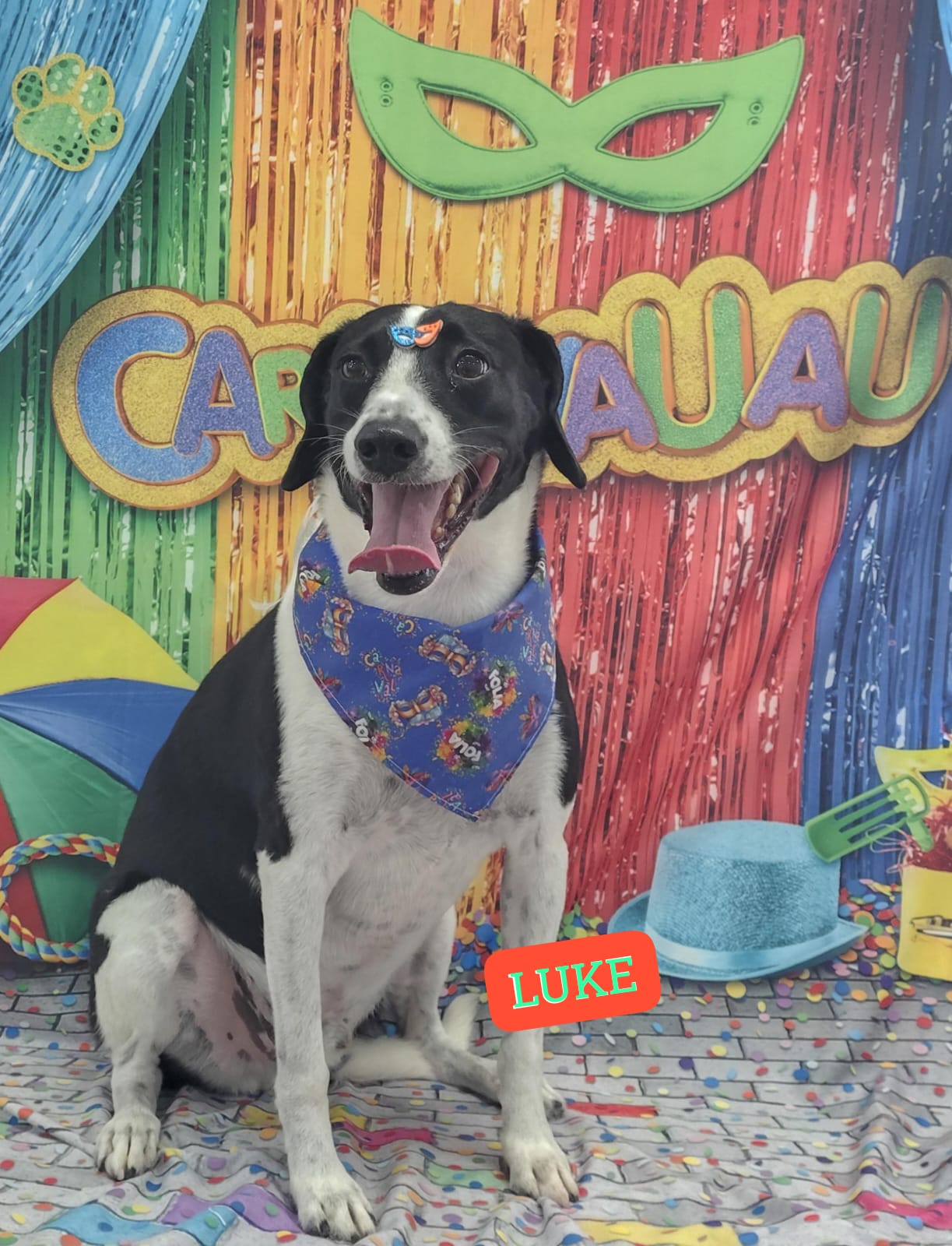 Foto do dia 05/02/2026 16:59  na clínica Animal House