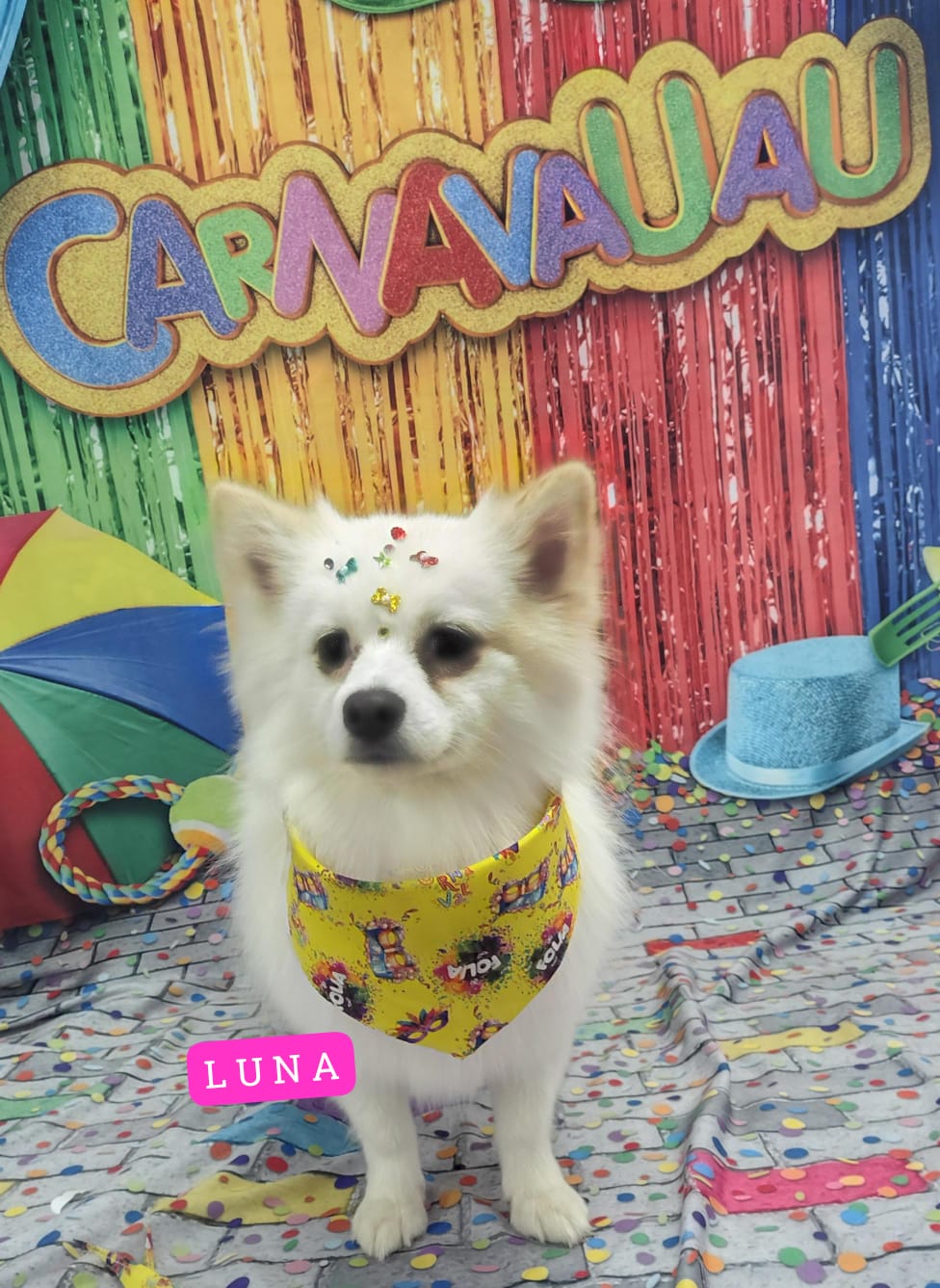 Foto do dia 05/02/2026 17:42  na clínica Animal House