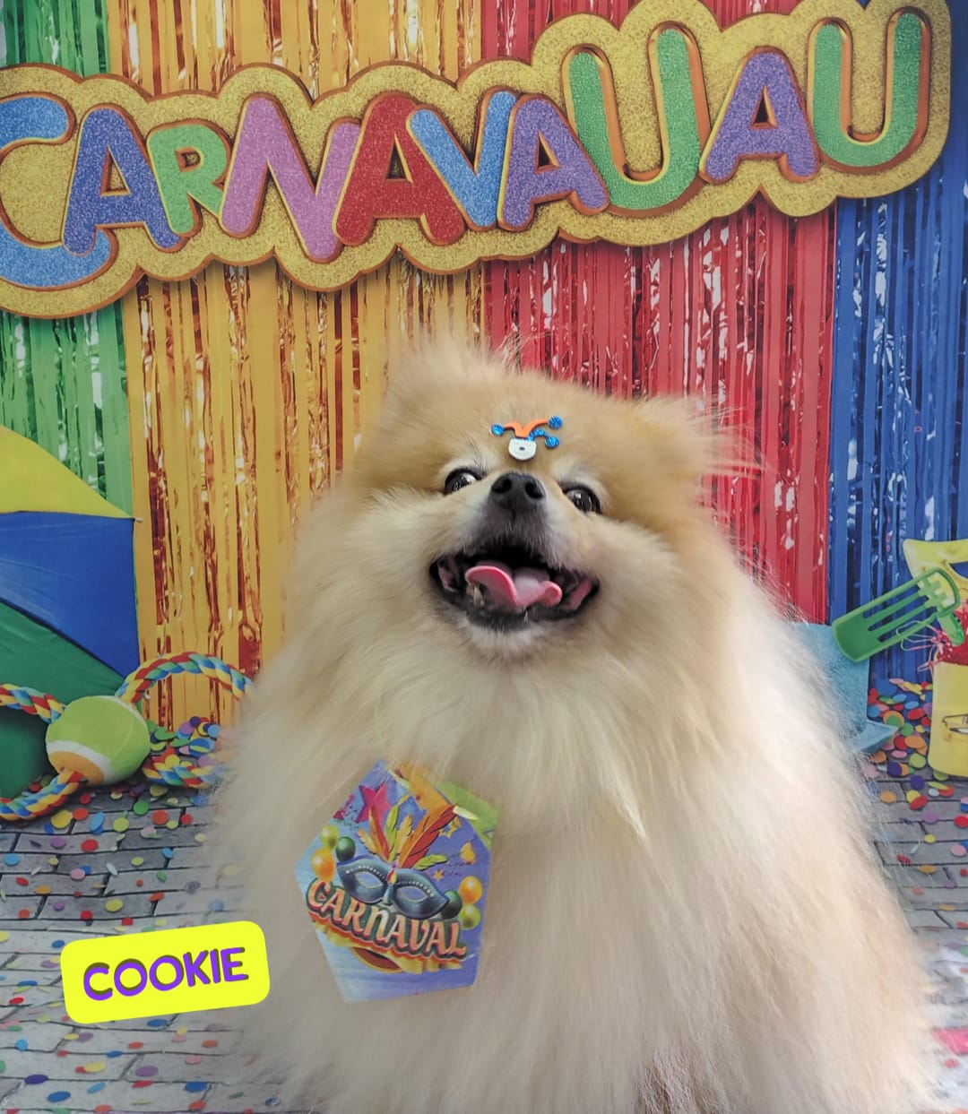 Foto do dia 11/02/2026 13:54  na clínica Animal House