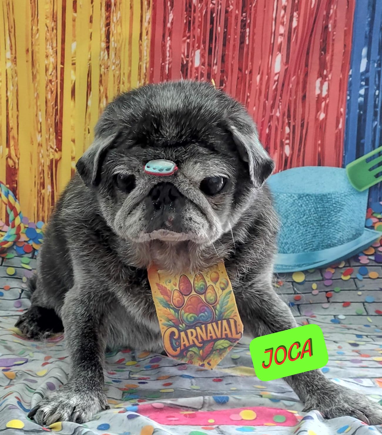 Foto do dia 11/02/2026 13:54  na clínica Animal House