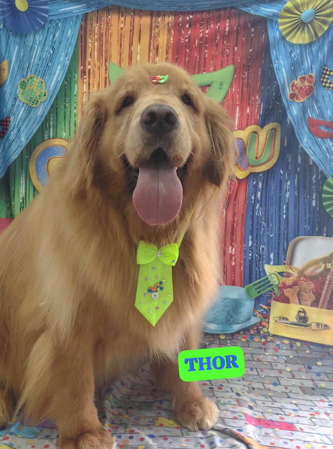 Foto do dia 11/02/2026 19:30  na clínica Animal House