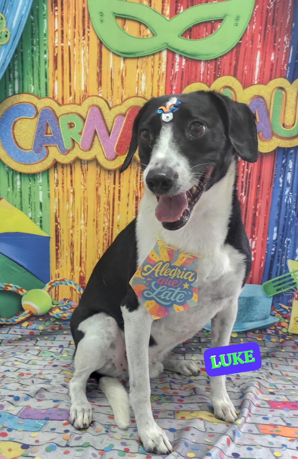 Foto do dia 12/02/2026 16:43  na clínica Animal House