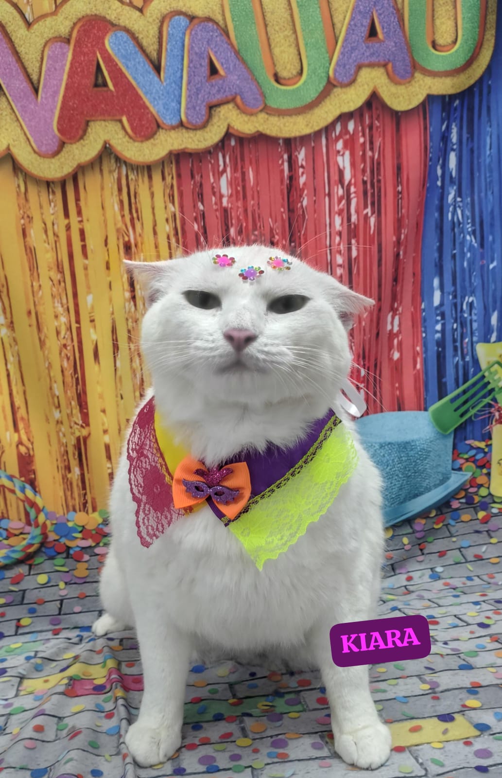 Foto do dia 12/02/2026 18:57  na clínica Animal House