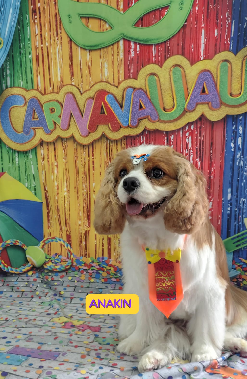 Foto do dia 13/02/2026 15:28  na clínica Animal House