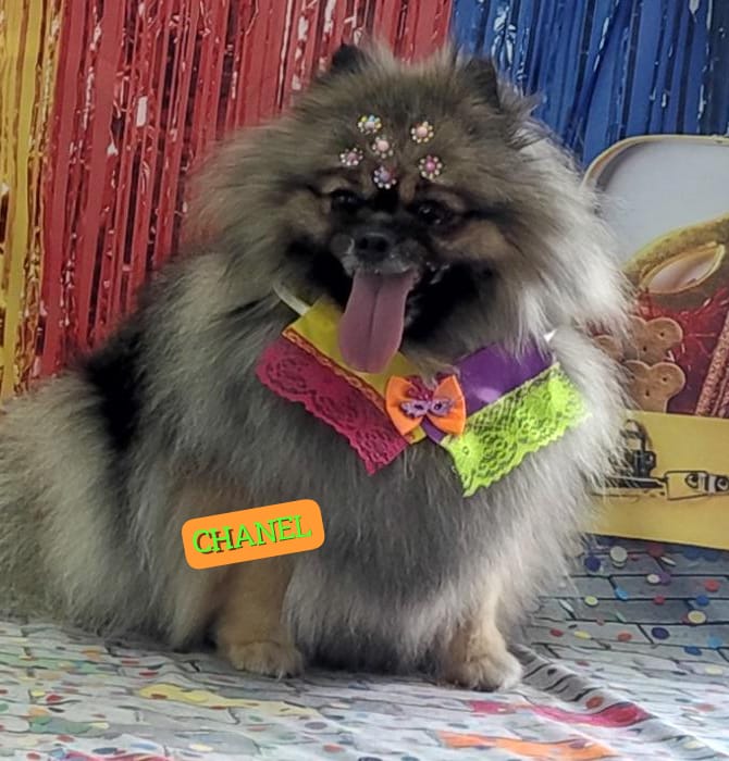 Foto do dia 13/02/2026 15:28  na clínica Animal House