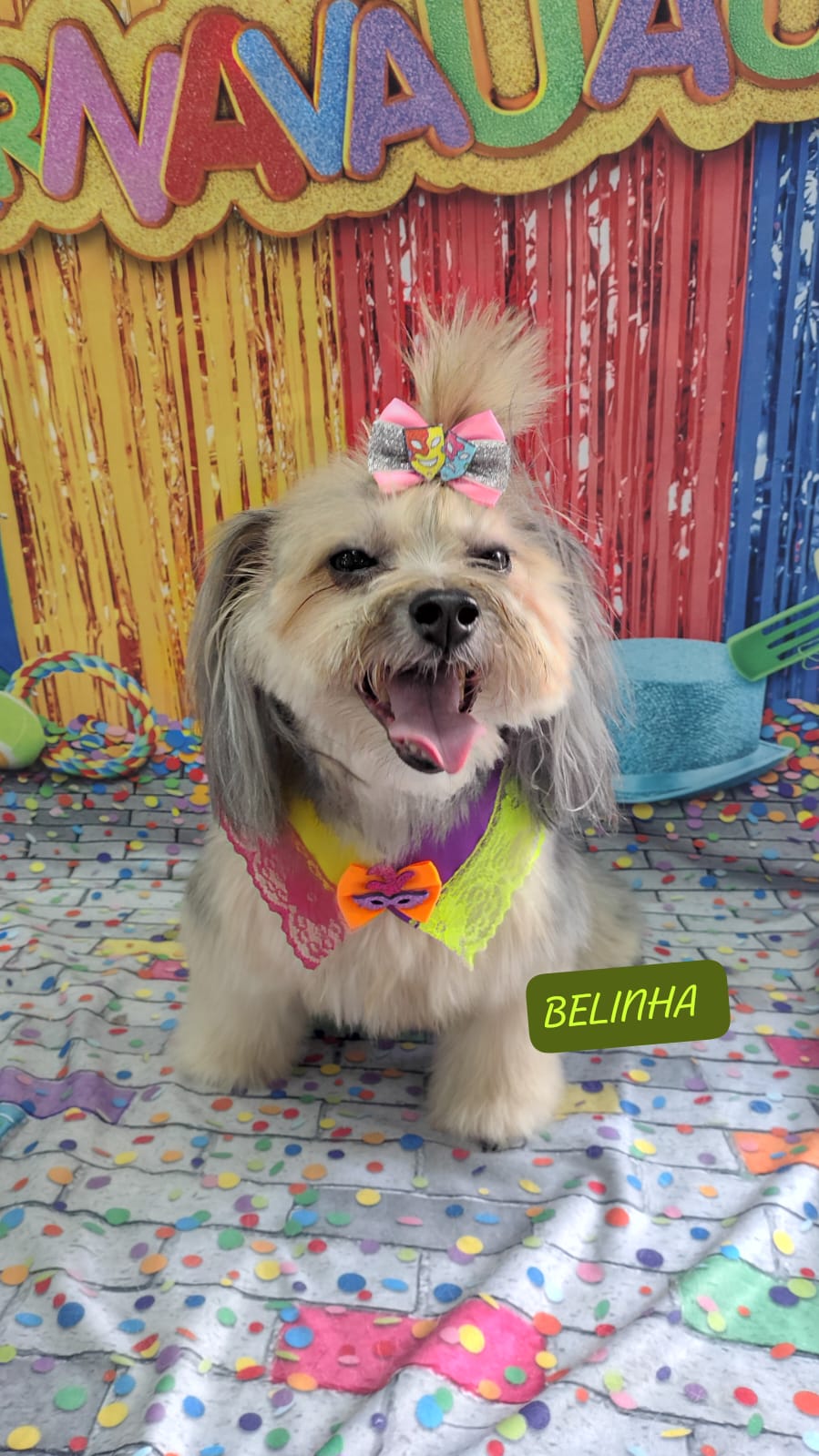 Foto do dia 13/02/2026 15:28  na clínica Animal House