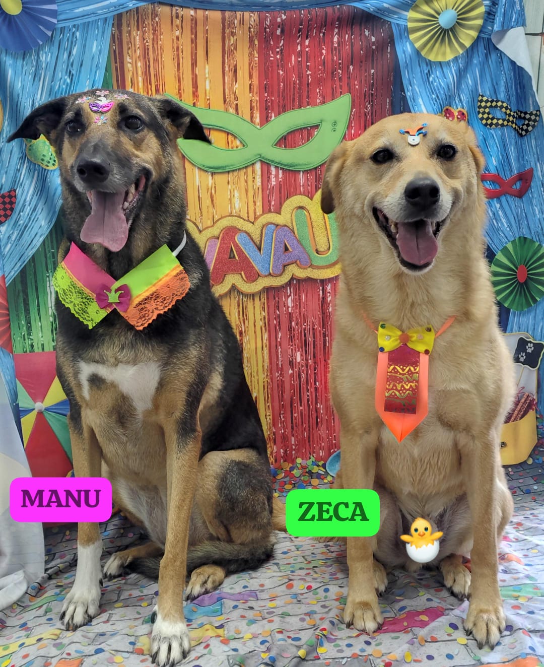 Foto do dia 13/02/2026 16:41  na clínica Animal House