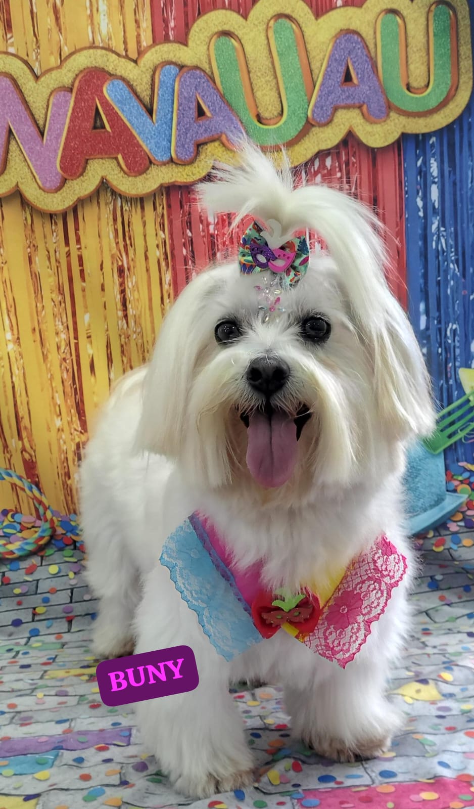 Foto do dia 13/02/2026 17:01  na clínica Animal House