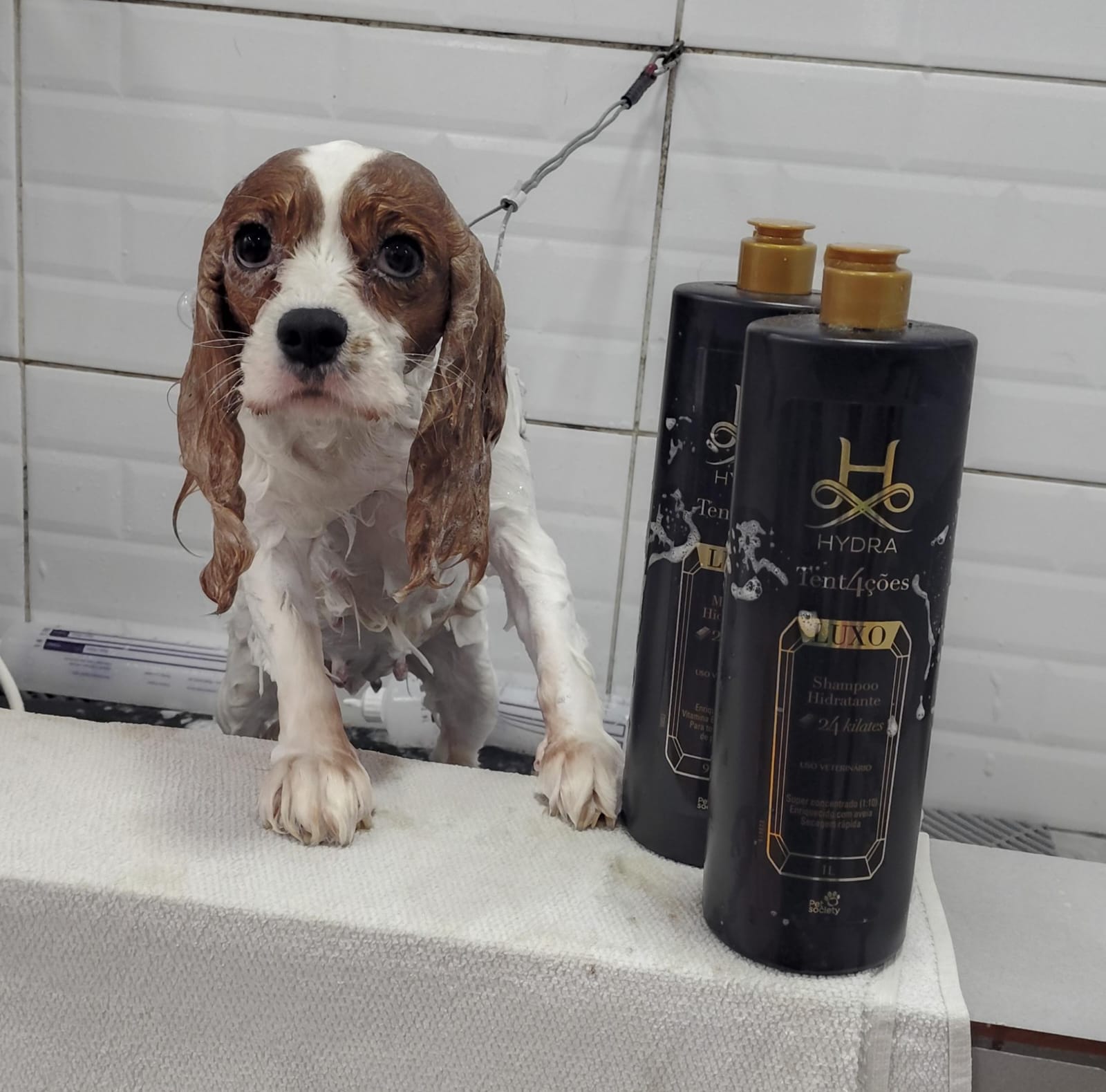 Foto do dia 13/02/2026 17:11  na clínica Animal House