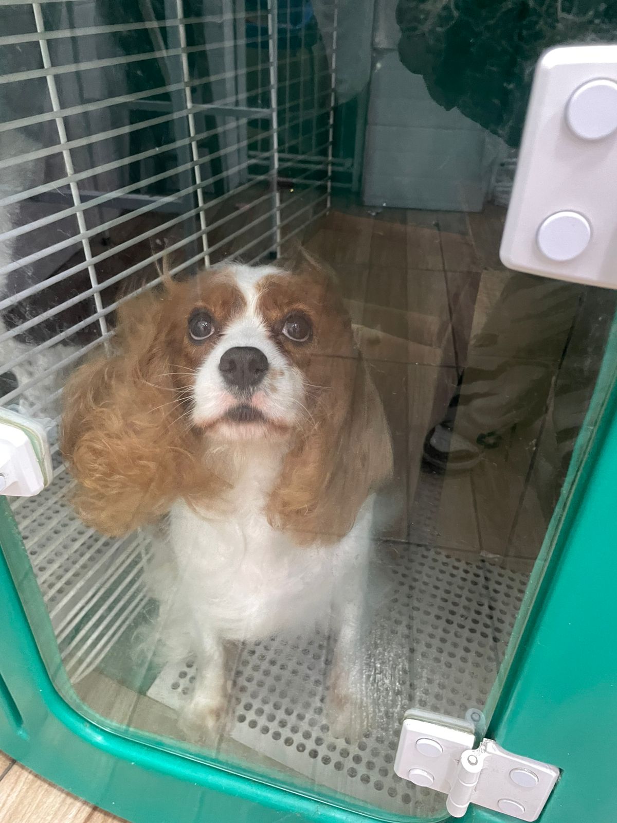 ela amou que eu fui tirar foto dela