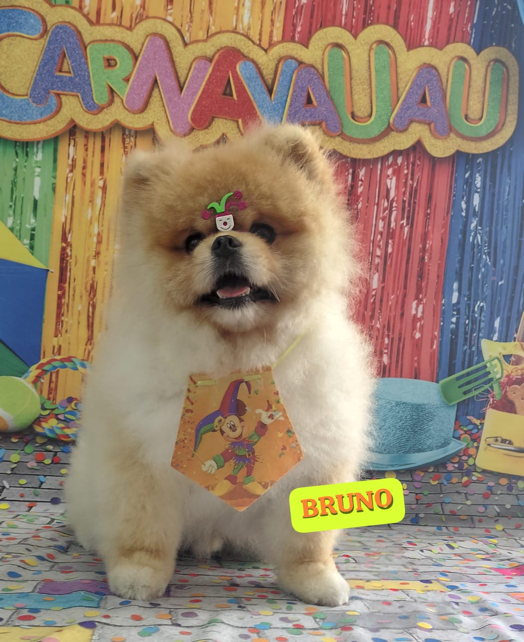 Foto do dia 18/02/2026 10:20  na clínica Animal House