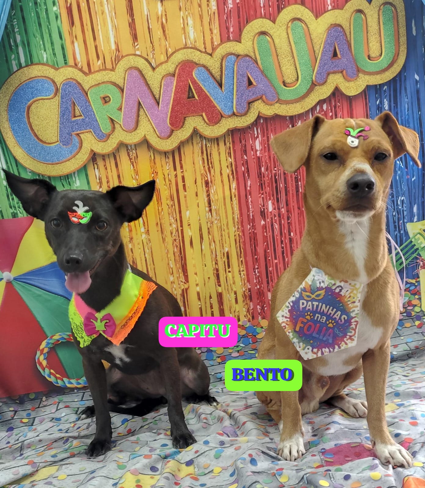 Foto do dia 18/02/2026 15:01  na clínica Animal House