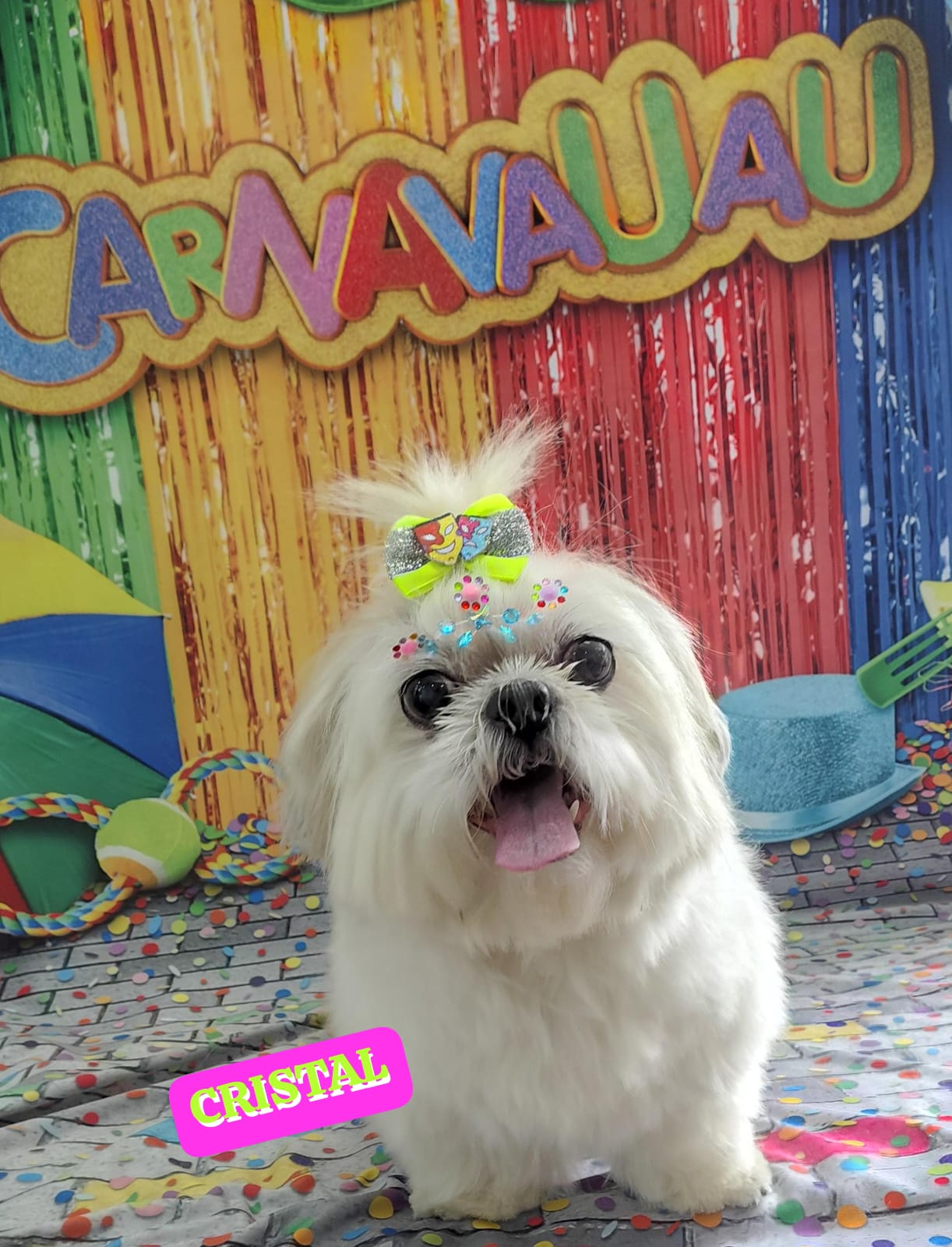 Foto do dia 18/02/2026 15:01  na clínica Animal House