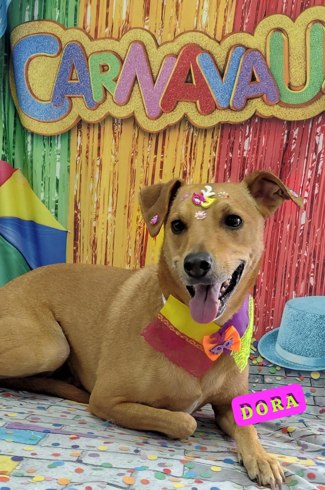 Foto do dia 18/02/2026 17:52  na clínica Animal House