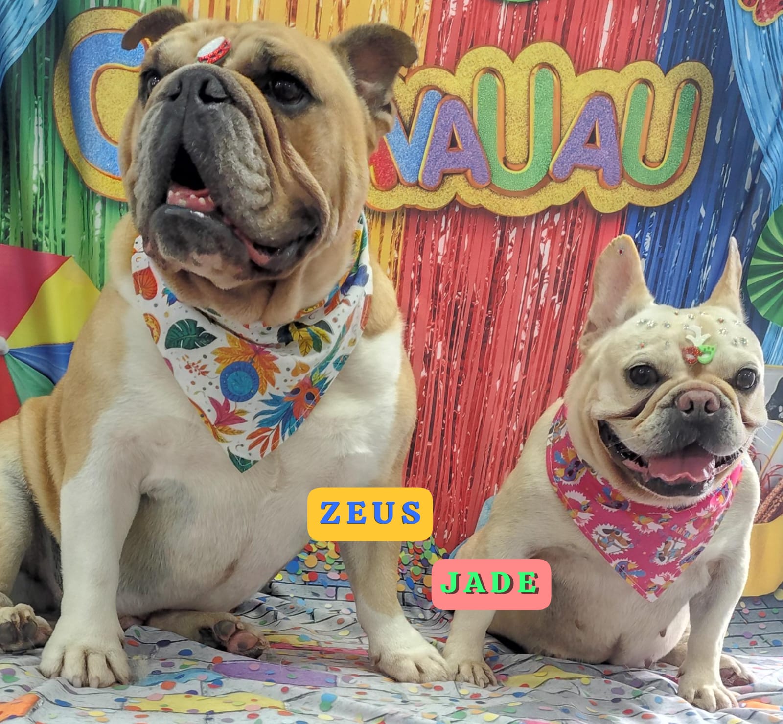 Foto do dia 18/02/2026 17:52  na clínica Animal House