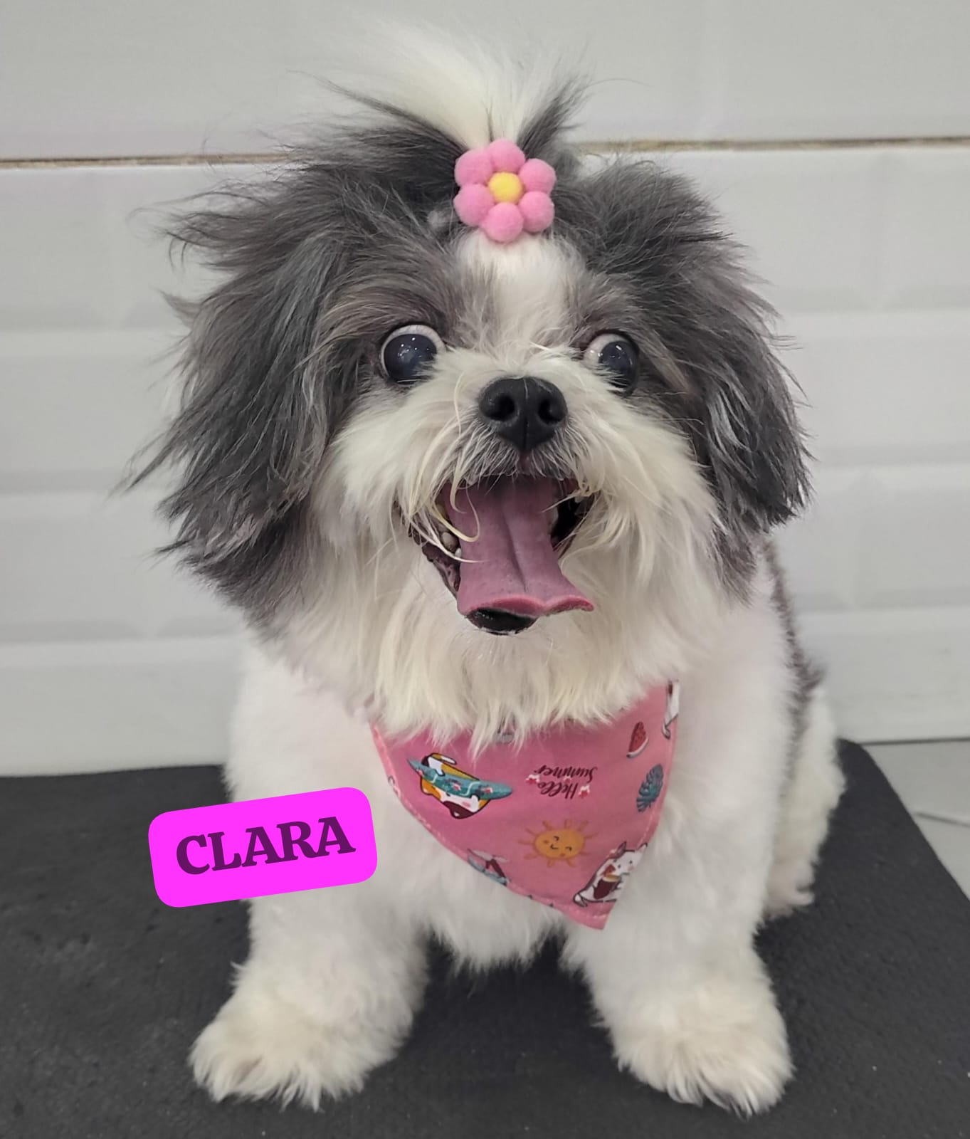 Foto do dia 19/02/2026 11:46  na clínica Animal House